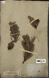 spécimen de Pinus sylvestris
