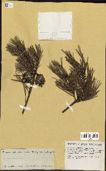 spécimen de Pinus sylvestris