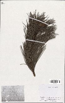 spécimen de Pinus sylvestris