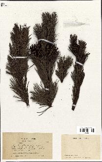 spécimen de Pinus montana