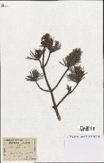 spécimen de Pinus sylvestris