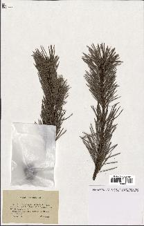 spécimen de Pinus sylvestris