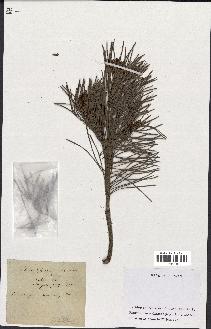 spécimen de Pinus sylvestris