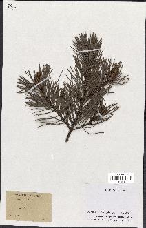 spécimen de Pinus sylvestris