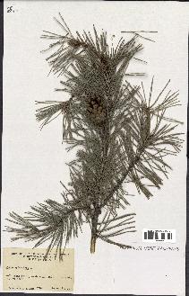 spécimen de Pinus sylvestris