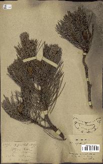 spécimen de Pinus sylvestris