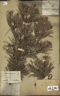 spécimen de Pinus sylvestris