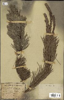 spécimen de Pinus sylvestris