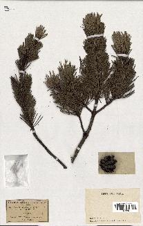 spécimen de Pinus uncinata