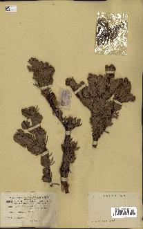 spécimen de Abies squamata