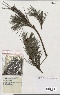 spécimen de Pinus sylvestris