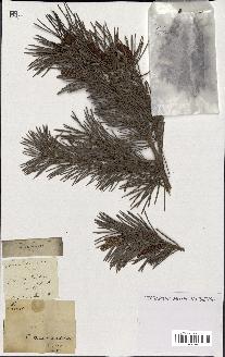 spécimen de Pinus sylvestris