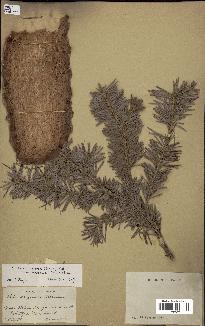 spécimen de Abies lasiocarpa