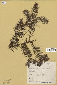 spécimen de Abies guatemalensis