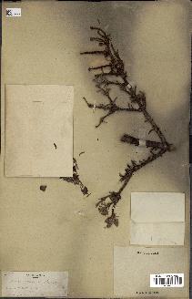 spécimen de Abies fraseri