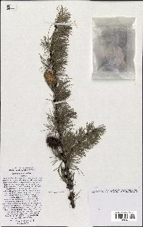 spécimen de Larix occidentalis