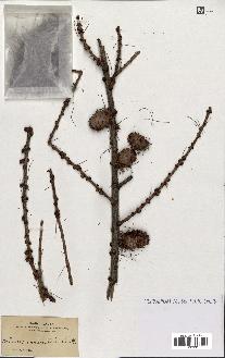 spécimen de Larix occidentalis
