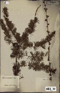 spécimen de Larix europaea