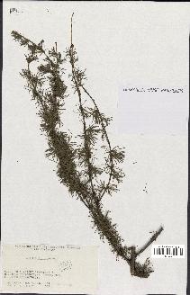 spécimen de Larix polonica