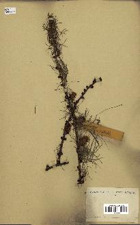 spécimen de Larix occidentalis