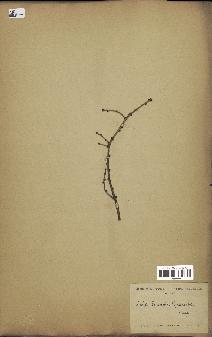 spécimen de Larix principis-rupprechtii