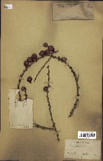 spécimen de Larix sibirica