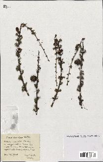 spécimen de Larix occidentalis