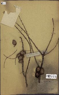 spécimen de Larix dahurica