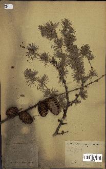 spécimen de Larix europaea