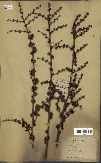 spécimen de Larix europaea