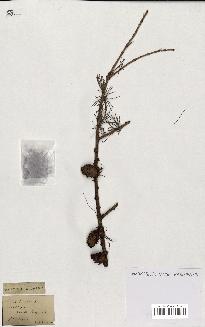 spécimen de Larix europaea