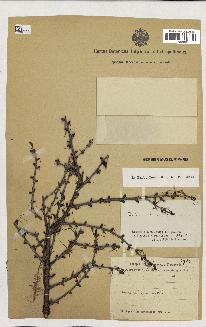 spécimen de Larix sibirica