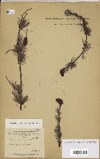 spécimen de Larix sibirica