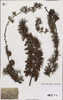 spécimen de Larix europaea