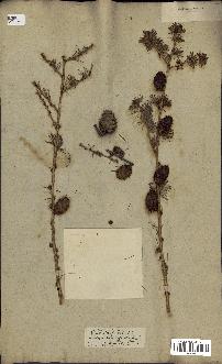 spécimen de Larix europaea