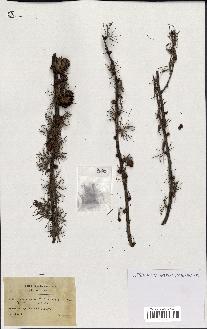 spécimen de Larix europaea