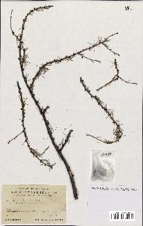 spécimen de Larix laricina