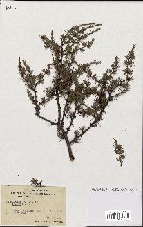 spécimen de Larix laricina