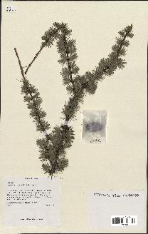 spécimen de Larix mastersiana