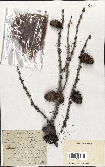 spécimen de Larix sp.