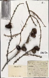 spécimen de Larix sp.