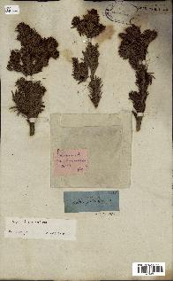 spécimen de Abies sibirica