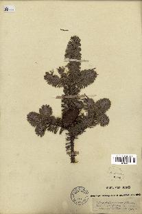 spécimen de Abies balsamea