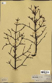 spécimen de Abies balsamea