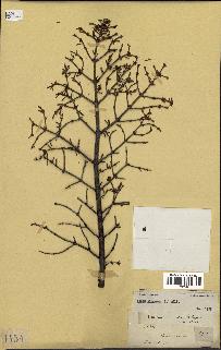 spécimen de Abies balsamea