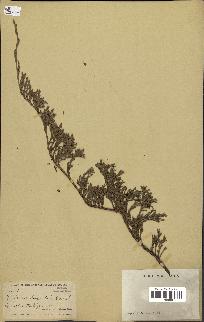 spécimen de Juniperus horizontalis