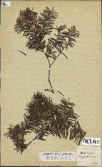 spécimen de Taxus baccata