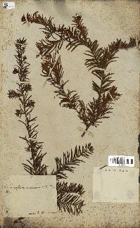spécimen de Taxus baccata