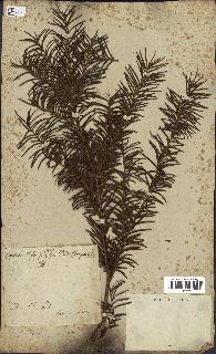 spécimen de Taxus baccata