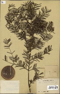 spécimen de Taxus baccata